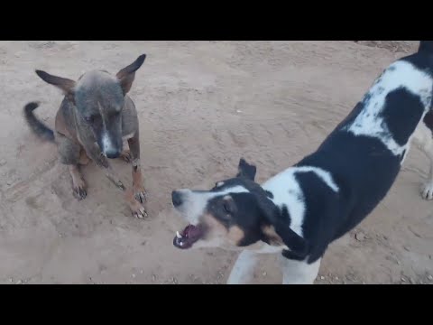 Dogs Are the Real Comedians! 🤣 Funny Dog Videos 2025