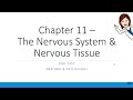 Neuronal Action Potential Dynamics