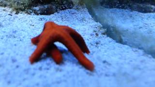 Starfish righting itself