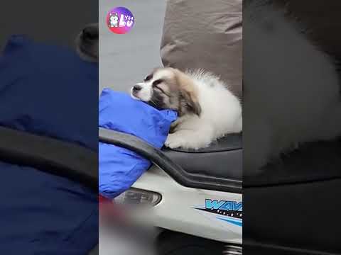 Sáng đi làm gặp được em bé siêu đáng yêu 🥰 #shorts #yeulu