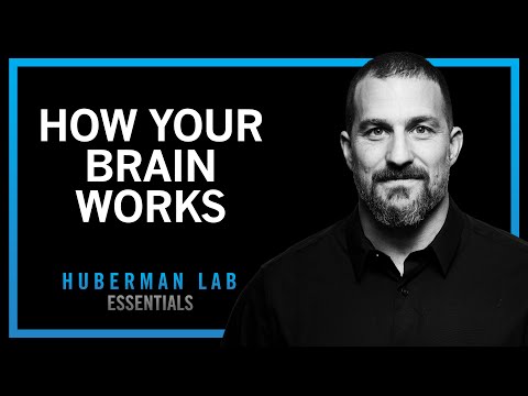 Essentials: How Your Brain Works & Changes