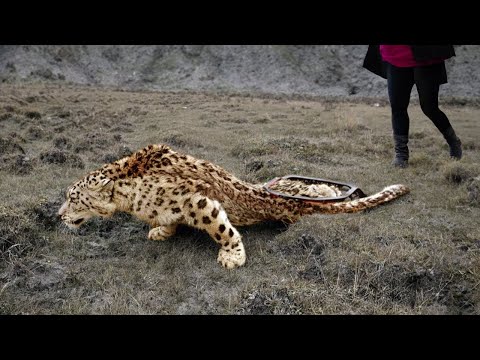 Lost leg: Animals Calling for Help Caught on Camera!