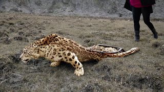 Lost leg: Animals Calling for Help Caught on Camera!