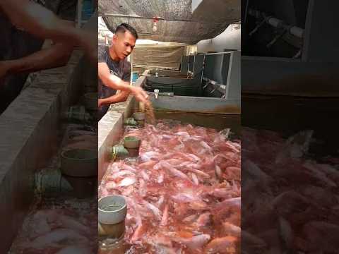 Bangun pagi ngasih pakan ikan nila #ikannila #shorts #lucu #viral