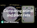 Plant and Animal Cell Differences