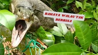 BAHAYA WALAUPUN TIDAK BERBISA