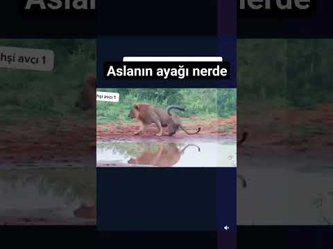 aslanın ayağı nerde? #belgesel #ayı #keşfet #dog #kurt #köpek #kartal #jaguar #aslan #a #boğa #eşe