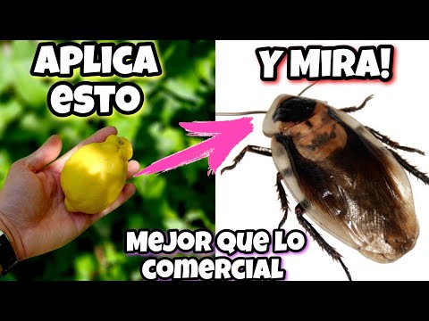 Este AGUA MATA cualquier CUCARACHA! Insecticida y remedio casero con Limón para Quitarlas y Echarlas