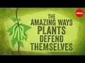 Exploring Plant Defense Mechanisms