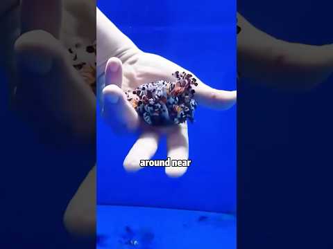 Boy’s 👦❤️Two Male Clownfish 🐟🤪🤔 Actually Had Babies😊❤️! #animals #clownfish #lovestory #shorts