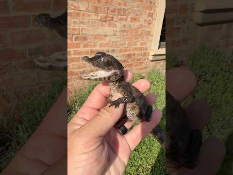 How Baby Tiger Looks Like ? #viralvideo