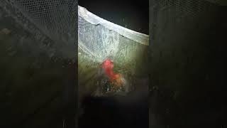 encore une carpe koï