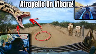 Atropelle Una Víbora! 🐍