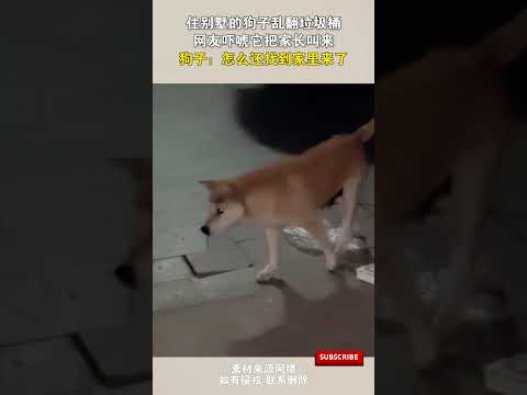 住別墅的狗子亂翻垃圾桶，網友嚇唬它把家長叫來，狗子：怎麽還找到家裏來了 #cuteanimal #cute#狗狗 #寵物 #萌寵