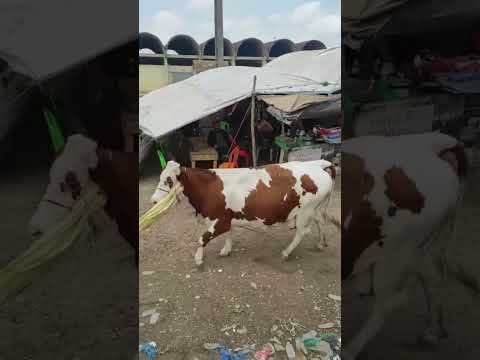 شاهد هروب هذه البقره وماذا حصل لاصحابها 😱