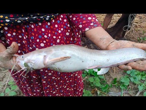 catching big catfish by cast net fishing videos - Catfish catching by machhali wala