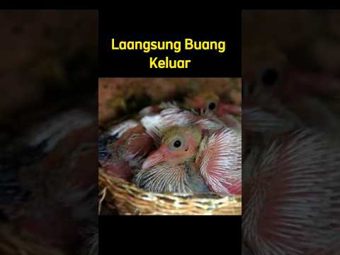 Tahukah kamu anak burung? #hewanunik #youtubeshorts