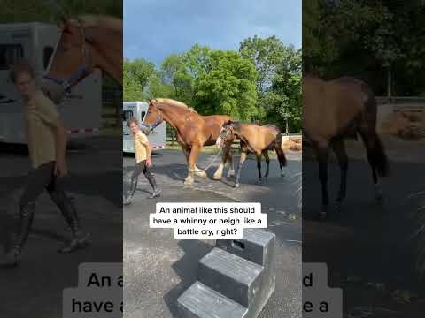 Keep watching until the end to hear his mighty whinny of power. #colbyscrew #rescuehorse #bigjohn