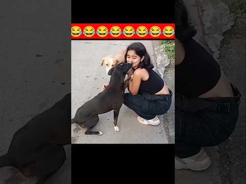 Animals Being Comedians Without Trying 😂🐒...#bablujoksy #funnyanimals #funny #shorts