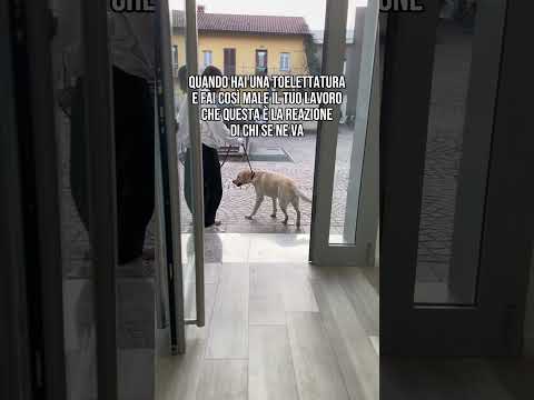 Megan si trova proprio male😅#pets #animallovers #toelettatura #grooming #labrador