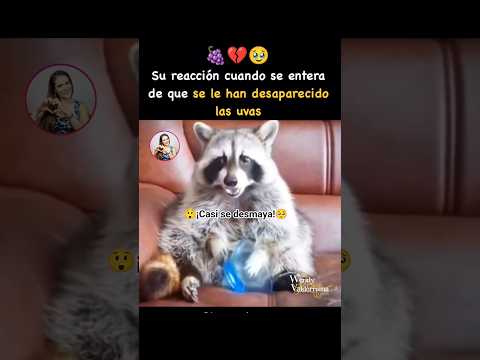 🥹💔Le rompieron el corazón.🐾🥺#animal #animales  #cats #love #amor #castor  #god #dios