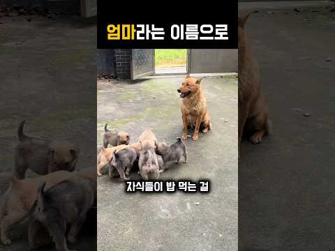 너희 먹는거만봐도 배불러 #강아지