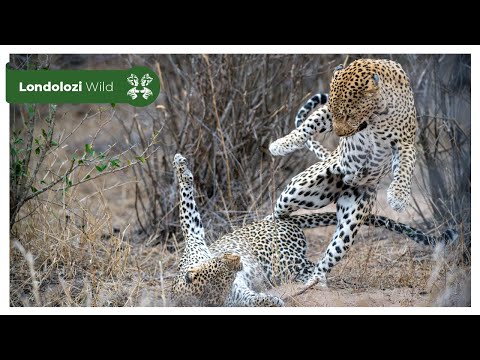 4K Wildlife Uninterrupted Magic | Maxim’s Male and Piccadilly Female Leopards Mating