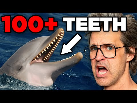 Which Animal Has The Most Teeth?