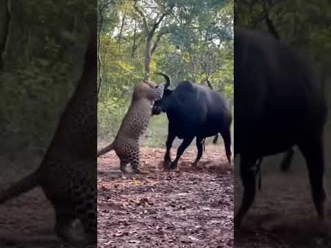 Leopard vs Bull โ Real Wildlife Fight in the Jungle!