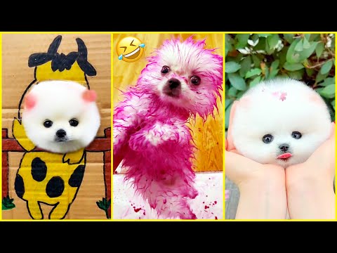 Cutest Pomeranian Puppies in the World 🐾 Chó Phốc Sóc Mini Đáng Yêu Nhất Thế Giới ! 😍 #602