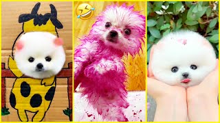 Cutest Pomeranian Puppies in the World 🐾 Chó Phốc Sóc Mini Đáng Yêu Nhất Thế Giới ! 😍 #602