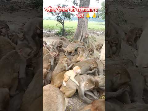 #vanar with dog 🐵#monkey with dog#एक साथ खाते हुए♥️🐒