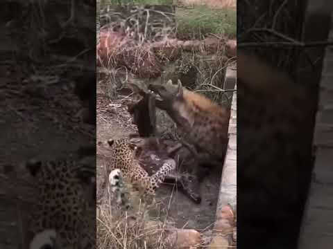 LEOPARD VS HYENA