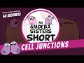 Cell Junctions and Their Functions