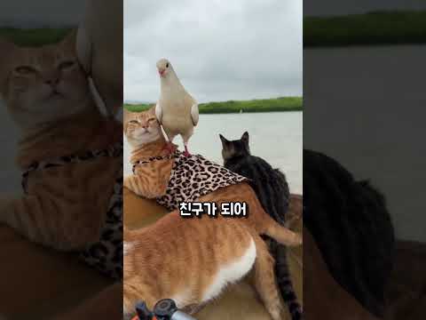 바다에 빠지는 고양이, 그리고 구해주는 남자