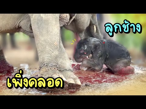 Elephant have babyช้างคลอดลูก❗️