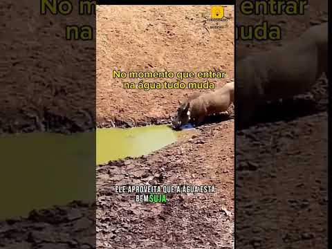Da uma olhada no momento em que o crocodilo entra na água. #youtube #curiosidades #animais