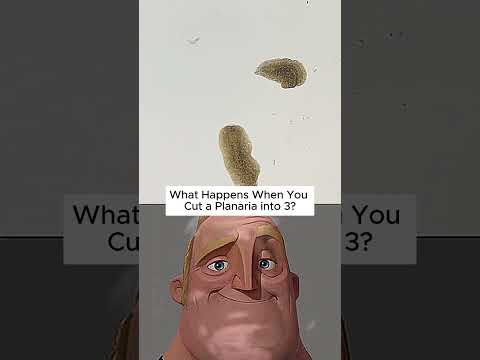 This Creature Can Regrow From 3 Pieces!