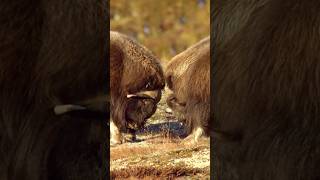 Moschusochsen: Knallharte Kopfnüsse #tiere #wildlife