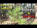 Identifying Red and White Pine