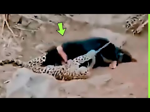 O LEOPARDO ENCONTROU A MORTE