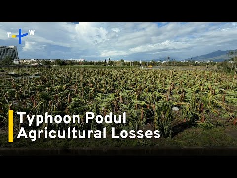 YouTube video thumbnail:  Typhoon Podul Causes US$14 Million in Agricultural Damage