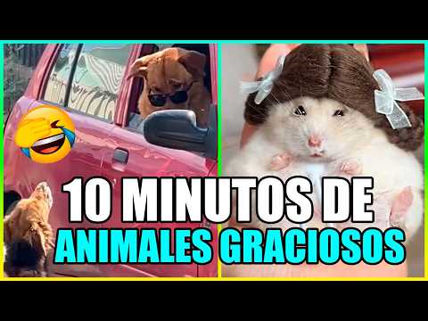 10 MINUTOS DE LOS ANIMALES MÁS DIVERTIDOS CAPTADOS POR LAS CÁMARAS - PARTE 2