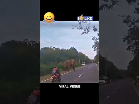 🛵🐘 ஆத்தி லேடீஸா?... ஜஸ்ட் மிஸ்ஸு! 🐘💨🤣