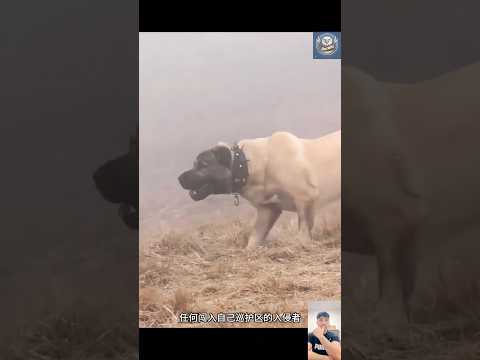 Kangal vs wolf 🐺The Turkish Dog – The Ultimate Protector of Livestock! 🐺🔥