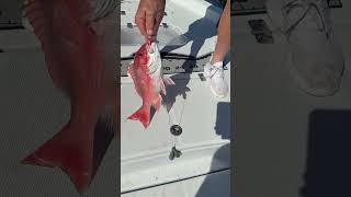 Red Snapper! Swamp People! #fishing #swamplife #fish #bayoulife! #cajun cuisine
