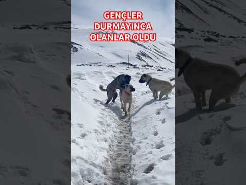 GENÇ KÖPEKLER KENDİLERİNİ GÖSTERME PEŞİNDE #anadoluaslanı #safkangal #kangal #köydeyaşam