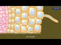 Understanding the Video Tutorial
