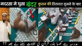 मदरसा मे घुसा बंदर क़ुरान की तिलावत सुनने बाद ? // مدرسہ مے گسا بندر قرآن کی تلاوت سننے کے بعد