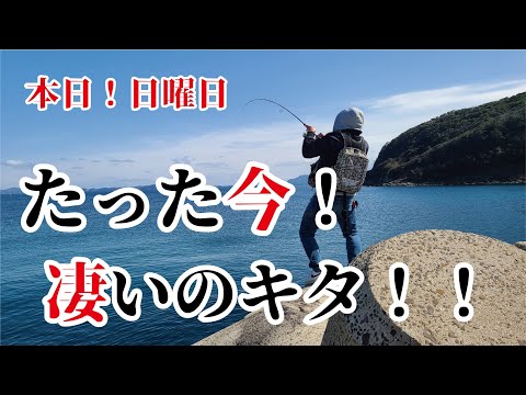 【堤防産直編集】日曜日のテトラポッドから凄いのが２匹も釣れた！